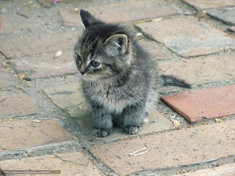 small tabby kitten on pavement