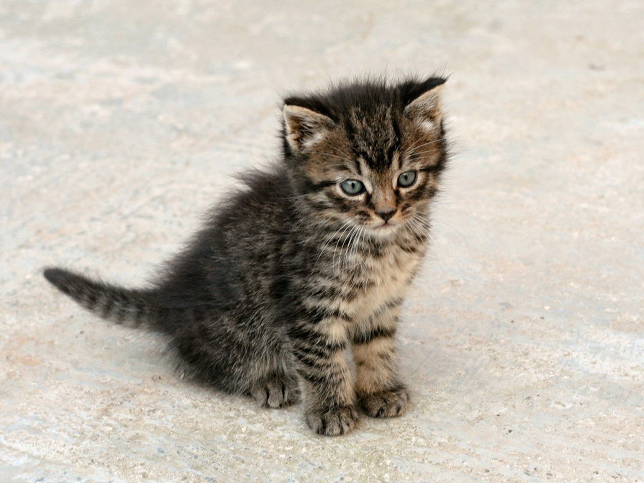 small tabby kitten sitting