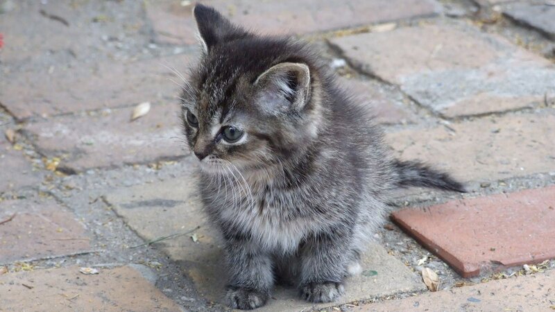 small tabby kitten sitting