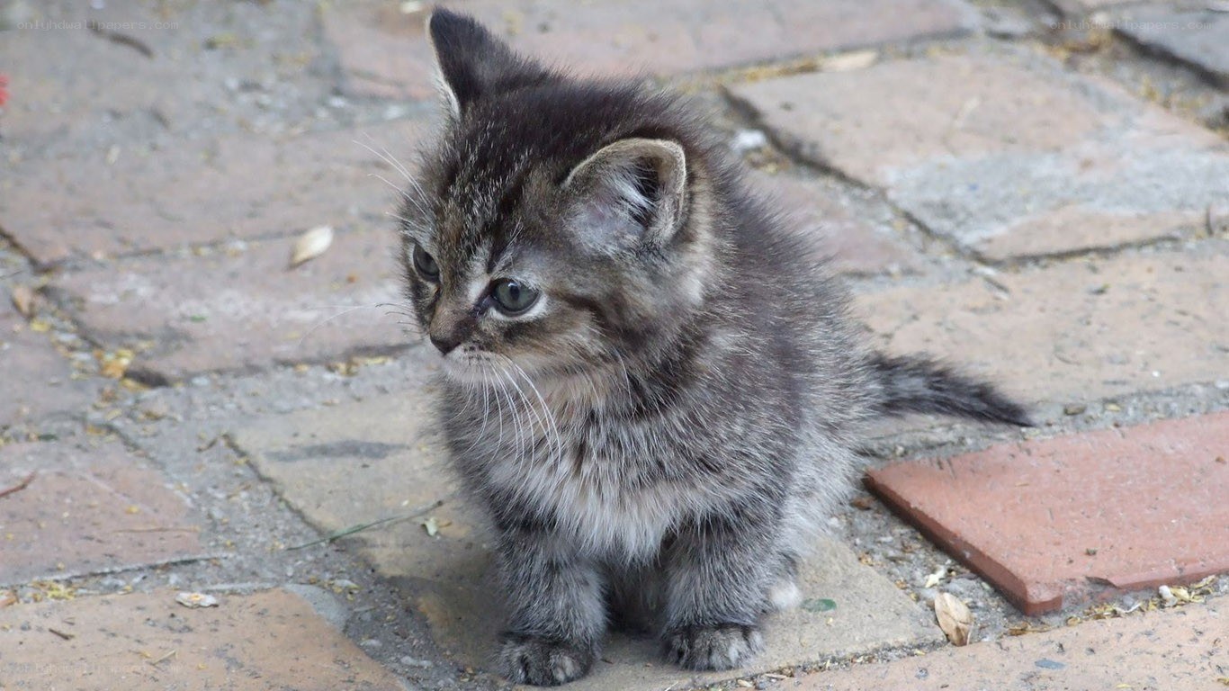 small tabby kitten sitting