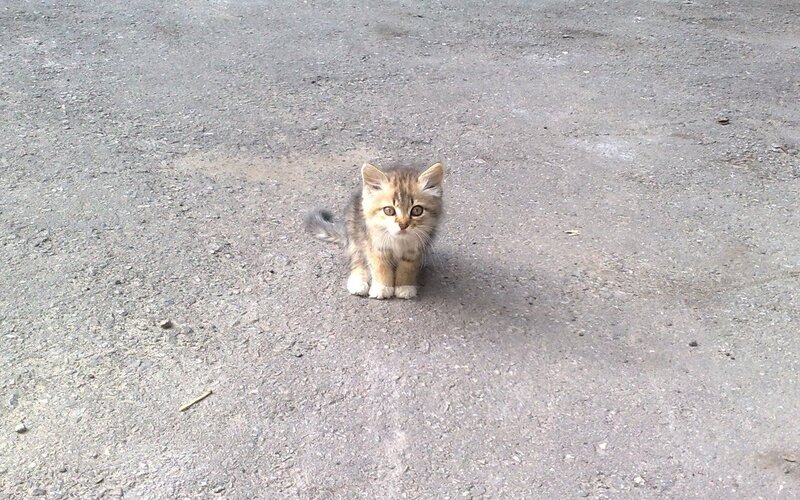 Small Tabby Kitten