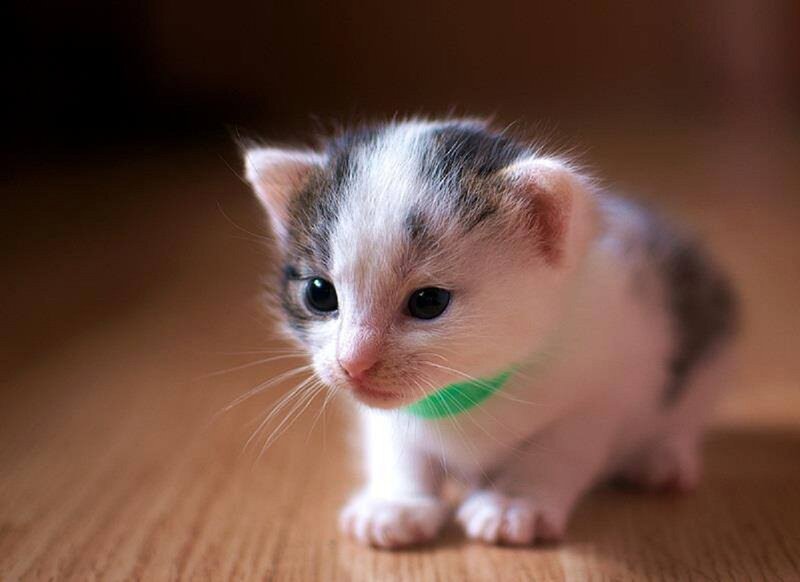 Small Tabby Kitten — White