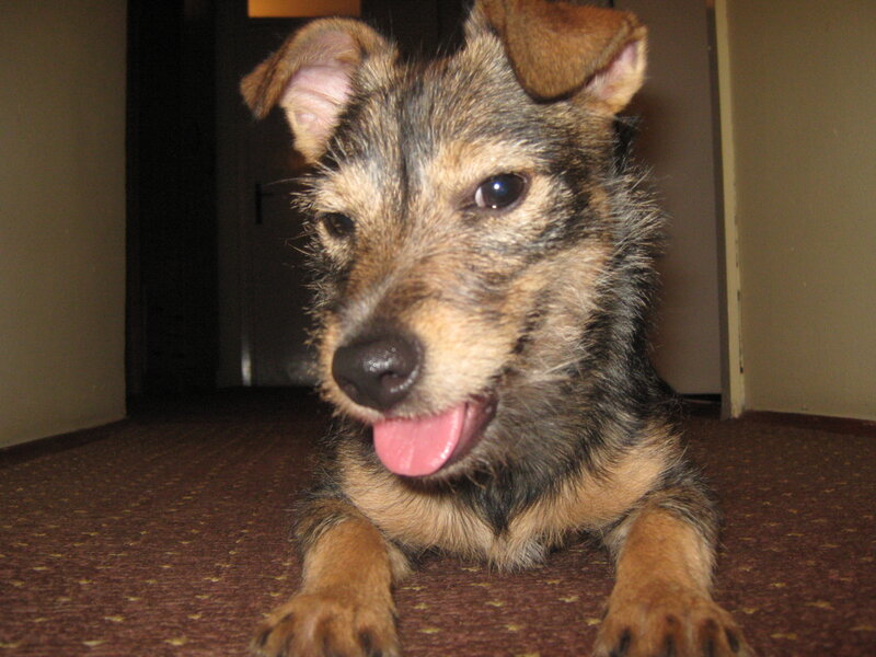 Small Terrier Dog — Brown