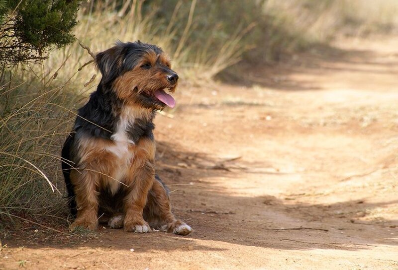 Small Terrier-type Dog