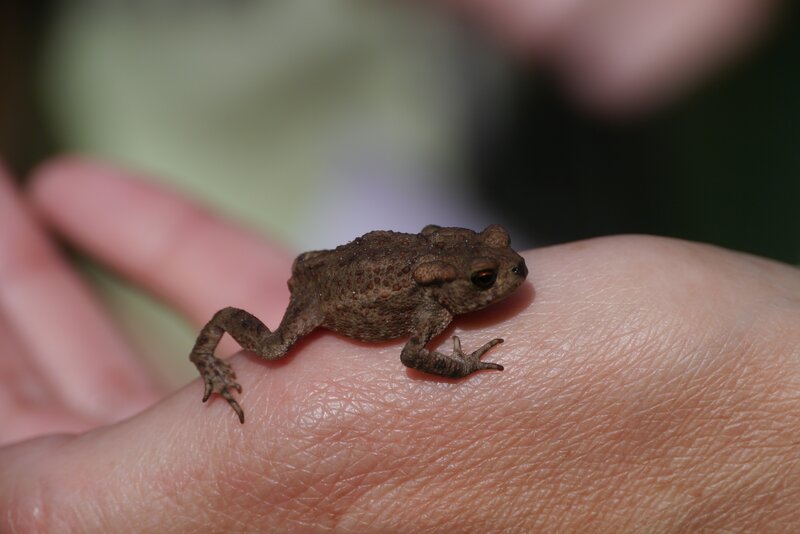 small toad on hand