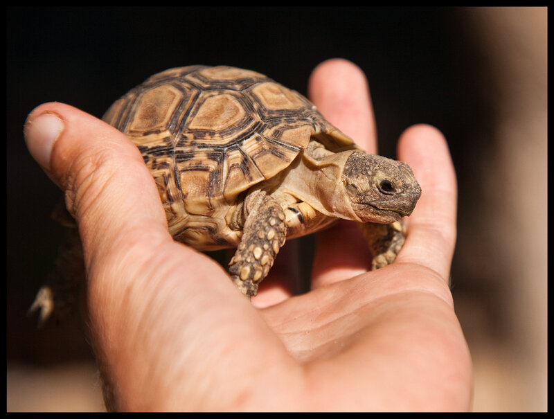 Small Tortoise in Hand