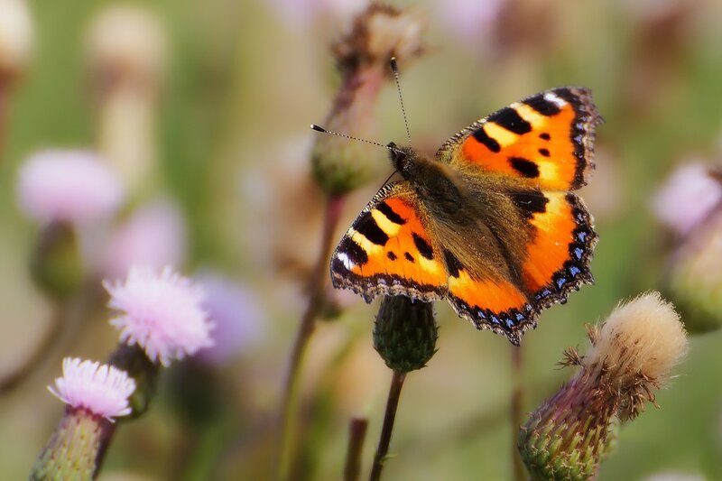 Small Tortoiseshell Butterfly — Orange
