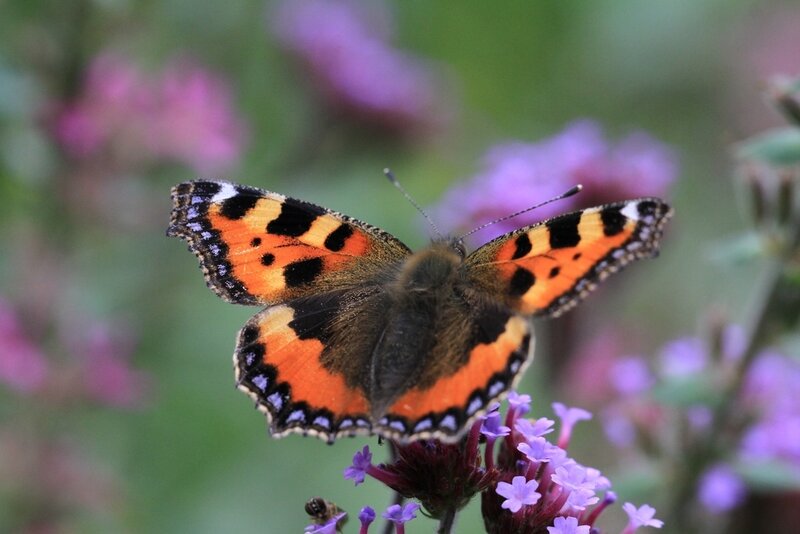 Small Tortoiseshell Butterfly