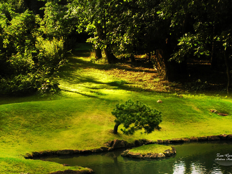 Small Tree by Pond