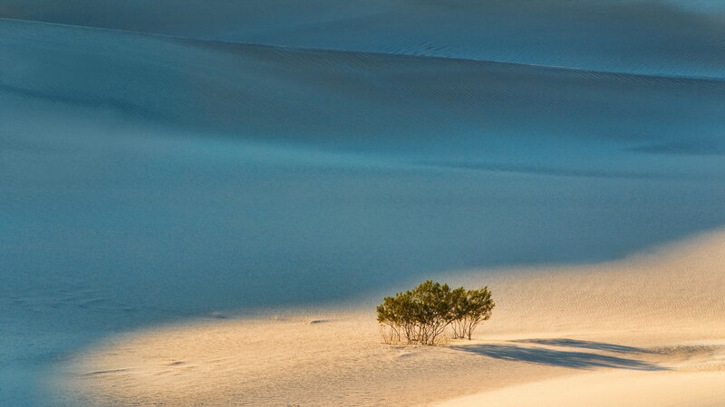 Small Tree in Desert