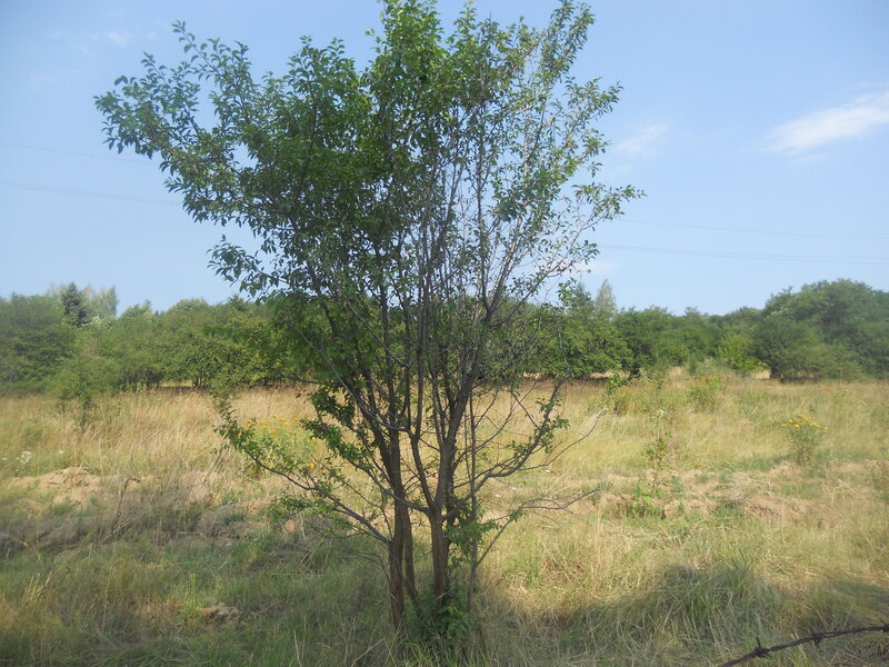 Small Tree in Field