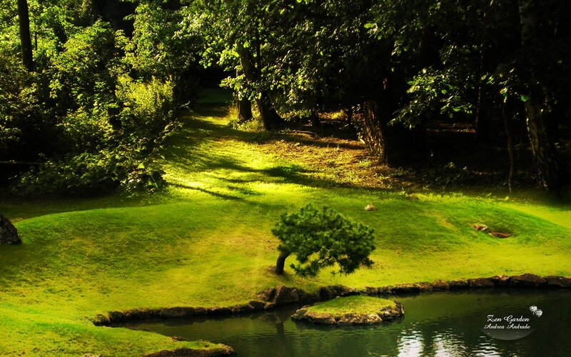 Small Tree in Garden
