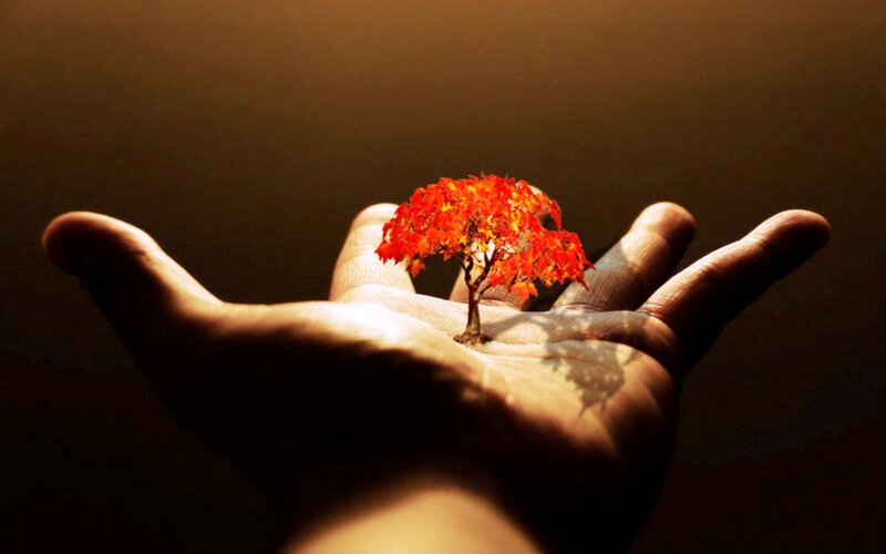Small Tree in Hand