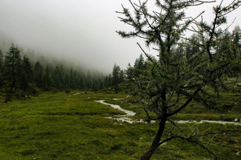Small Tree in Meadow