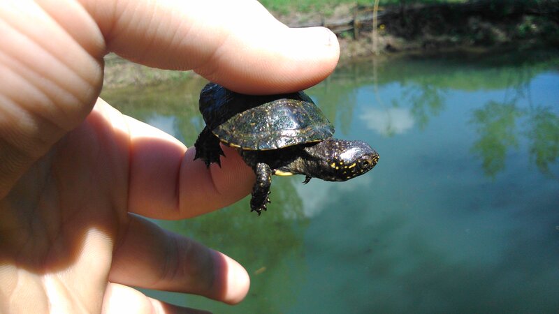 Small Turtle in Hand — Green