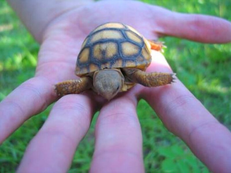 small turtle in hand