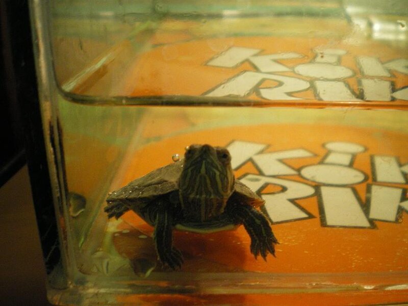 Small Turtle in Tank