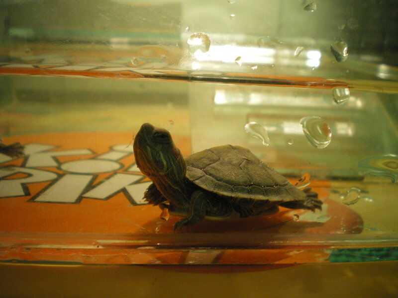 Small Turtle in Water