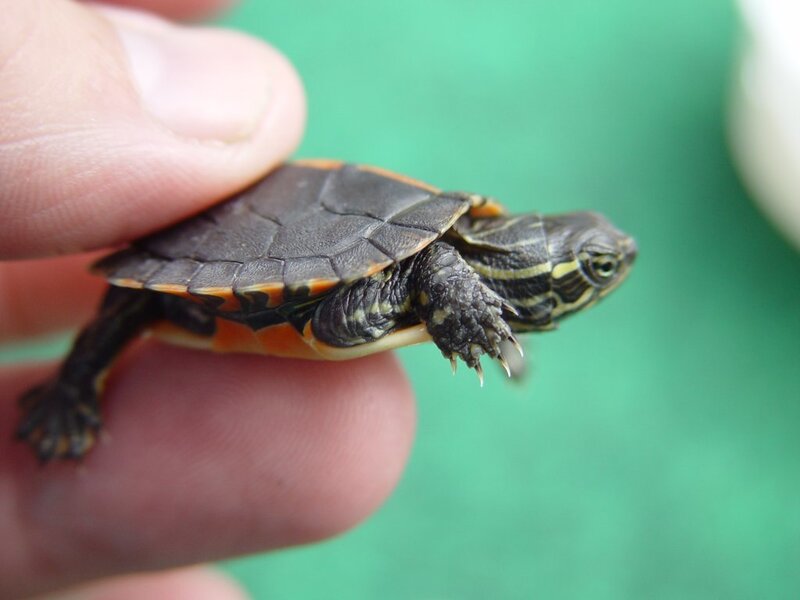 small turtle on hand