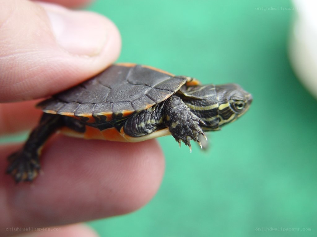 small turtle on hand