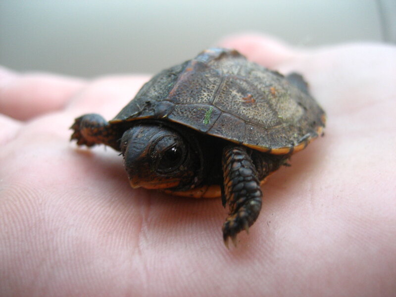 Small Turtle on Hand — Brown