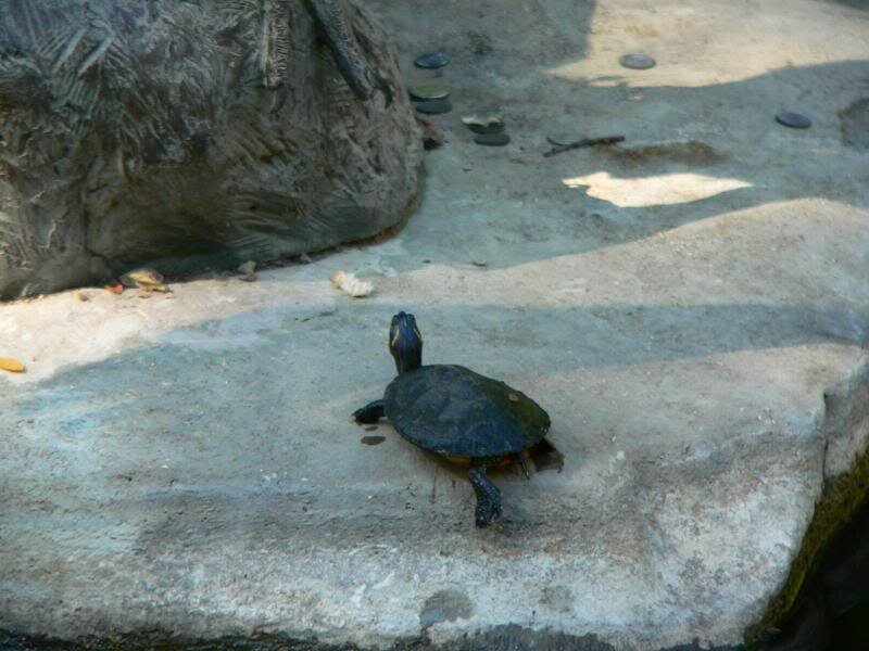 Small Turtle on Rock