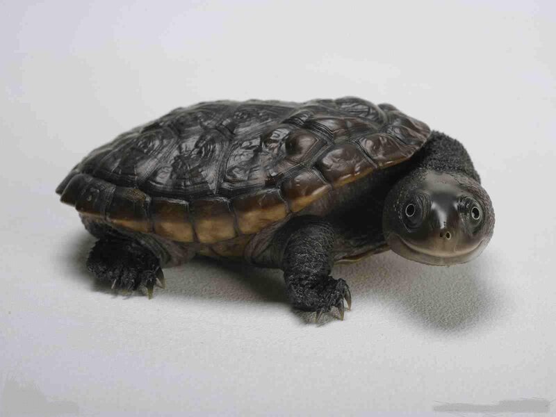 small turtle on white surface