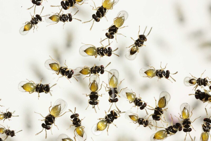 Small Wasps on White Surface