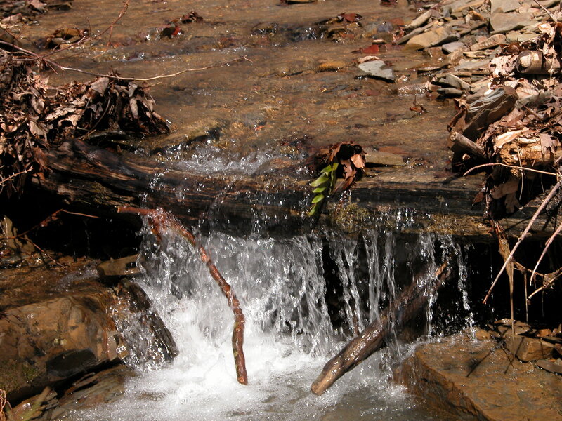 Small waterfall in a forest stream