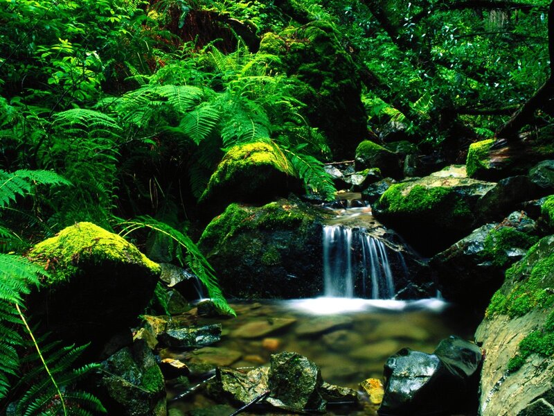 Small Waterfall in Forest — Ferns