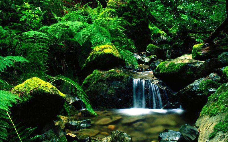 Small Waterfall in Forest — Green, Ferns