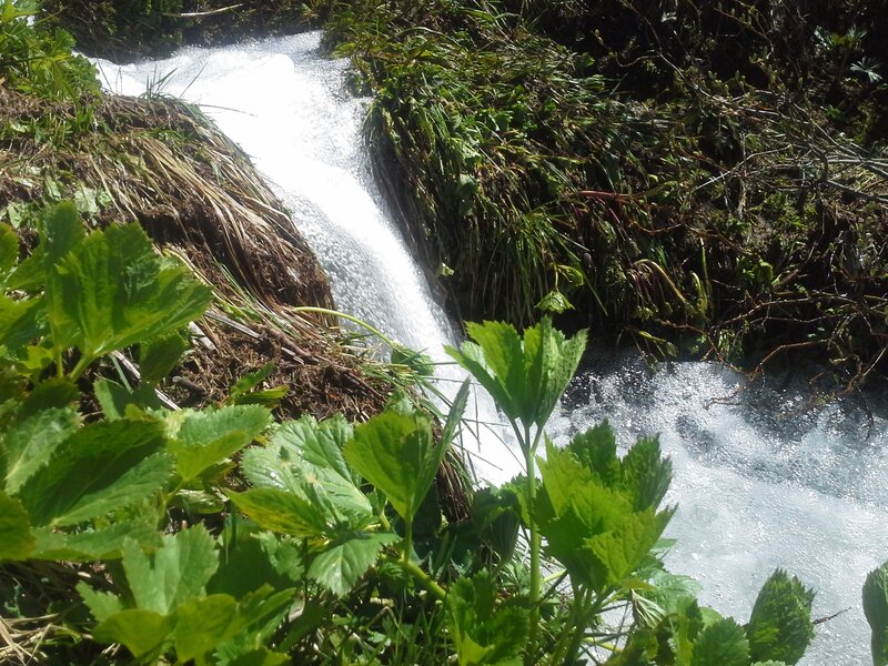 Small Waterfall in Forest — Green, Natural, Afternoon
