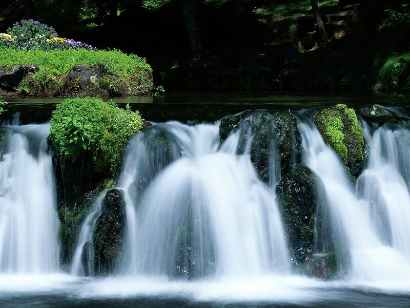Small Waterfall in Forest — Green, Serene, Afternoon, Photograph, Flowers