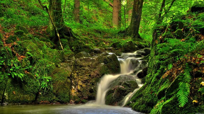 Small Waterfall in Forest — Green, Serene, Afternoon, Photograph, Moss, Rocks, Trees, Brown