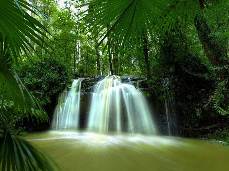 Small Waterfall in Forest — Green, Serene, Afternoon, Photograph, Palm Leaves