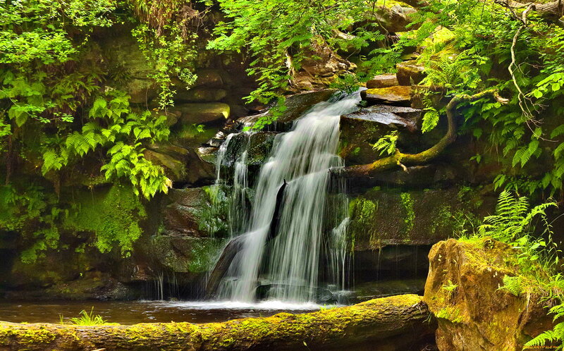 Small Waterfall in Forest — Green, Serene, Afternoon, Photograph, Rocks, Moss, Ferns