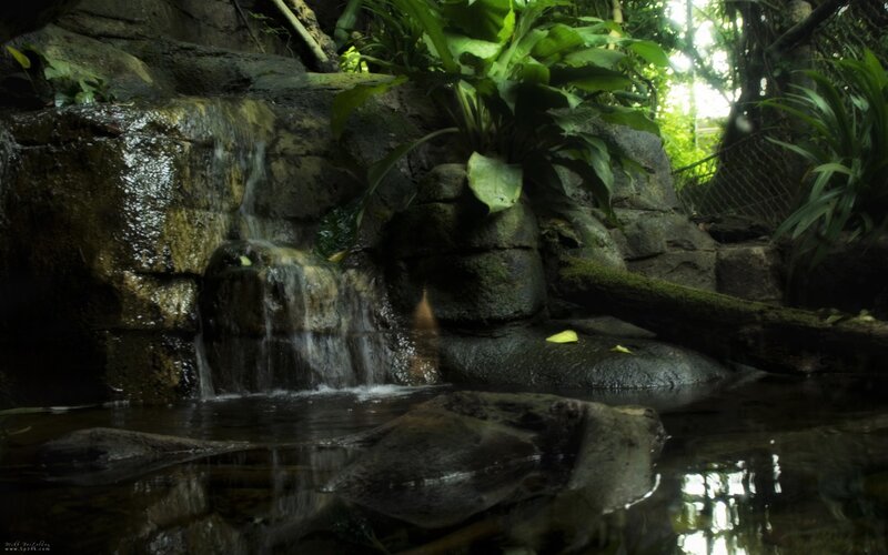 Small Waterfall in Forest — Green, Serene, Afternoon, Photograph, Rocks, Plants, Pool