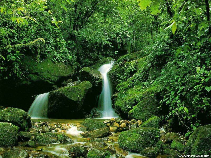Small Waterfall in Forest — Green, Serene, Afternoon, Photograph, Stream, Rocks, Moss, Brown, White