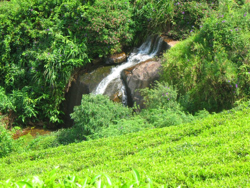 Small Waterfall in Forest — Green, Serene, Afternoon, Photograph, Stream, Rocks, Tea Plants