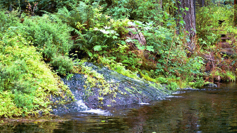 Small Waterfall in Forest — Green, Serene, Afternoon, Photograph, Stream, Rocks, Trees, Brown, Black