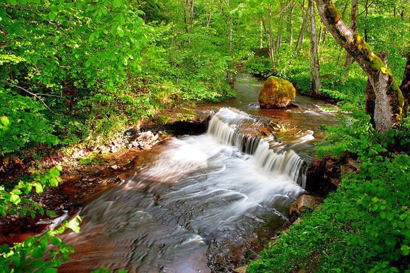 Small Waterfall in Forest — Green, Serene, Afternoon, Photograph, Stream, Trees, Rocks, Moss