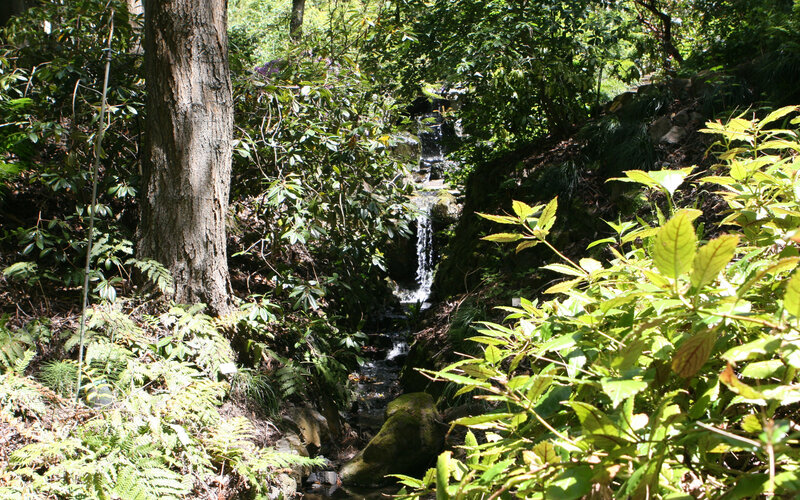 Small Waterfall in Forest — Green, Serene, Afternoon, Photograph, Tree