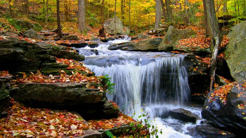 Small Waterfall in Forest — Green, Serene, Autumn, Photograph, Fallen Leaves, Rocks