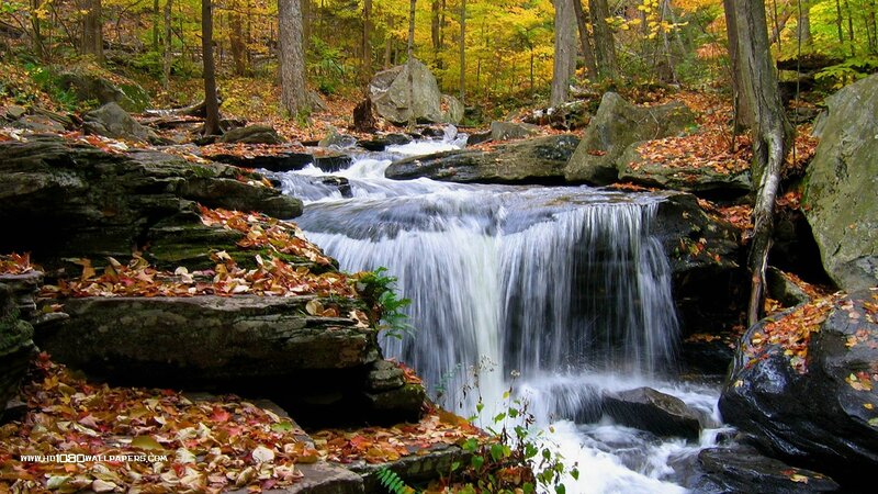 Small Waterfall in Forest — Green, Serene, Autumn, Photograph, Fallen Leaves