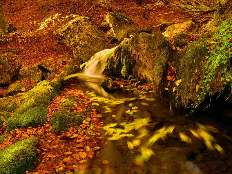 Small Waterfall in Forest — Green, Serene, Autumn, Photograph, Moss, Fallen Leaves