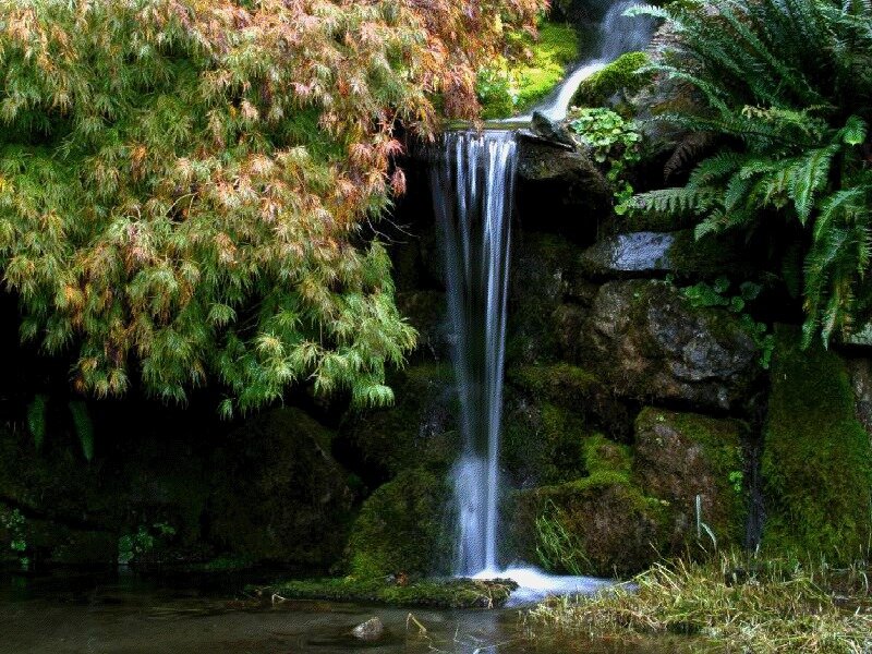 Small Waterfall in Forest — Green, Serene, Autumn, Photograph, Moss, Ferns