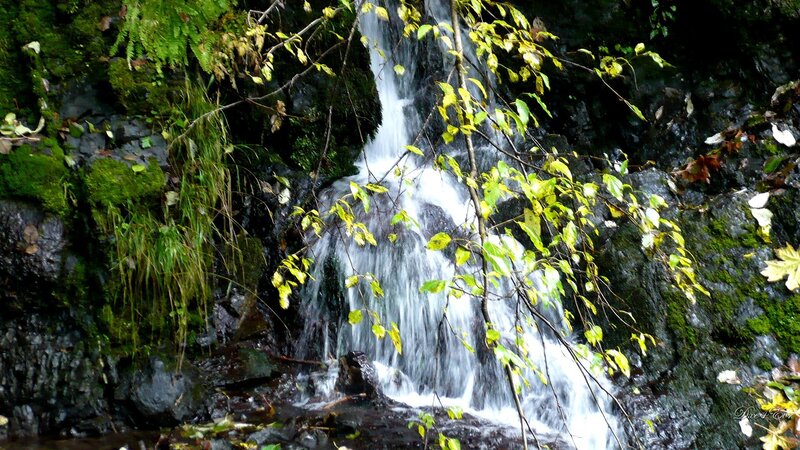 Small Waterfall in Forest — Green, Serene, Autumn, Photograph, Moss, Leaves, Rocks, White