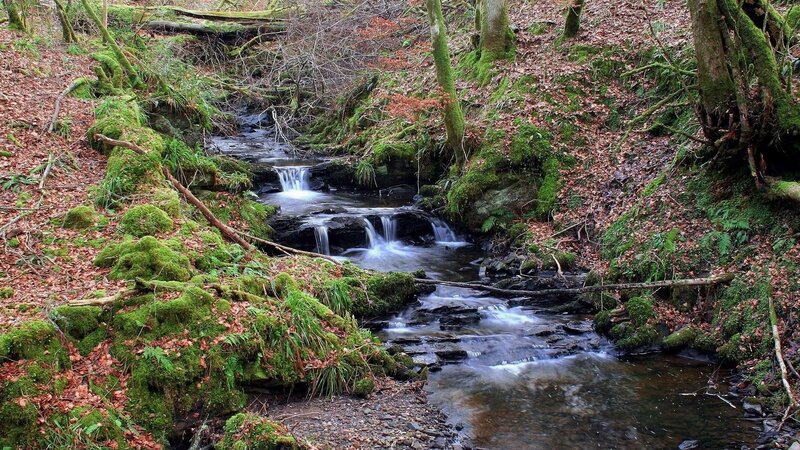 Small Waterfall in Forest — Green, Serene, Autumn, Photograph, Moss, Trees, Fallen Leaves, Brown