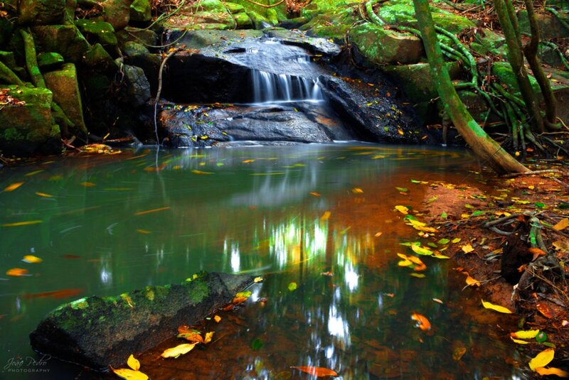 Small Waterfall in Forest — Green, Serene, Autumn, Photograph, Stream, Leaves