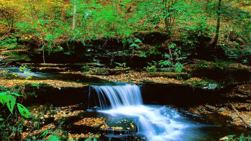 Small Waterfall in Forest — Green, Serene, Autumn, Photograph, Stream, Trees, Leaves